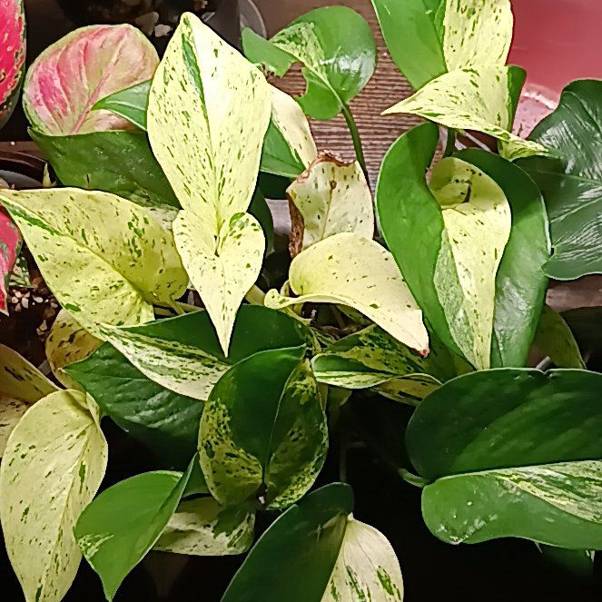 Photo of the plant species Epipremnum aureum 'Diamond' by @Luvlilu named Sherlock on Greg, the plant care app