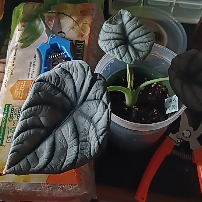 Photo of the plant species Alocasia baginda 'White Dragon' by @Luvlilu named Popcorn on Greg, the plant care app