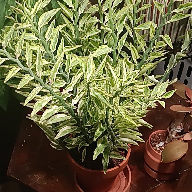 Photo of the plant species Variegated Devil's Backbone by @Luvlilu named Scolio on Greg, the plant care app