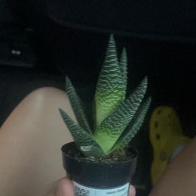 Photo of the plant species Gasteria 'Okavango' by @ToughJerseyfern named Rihanna on Greg, the plant care app