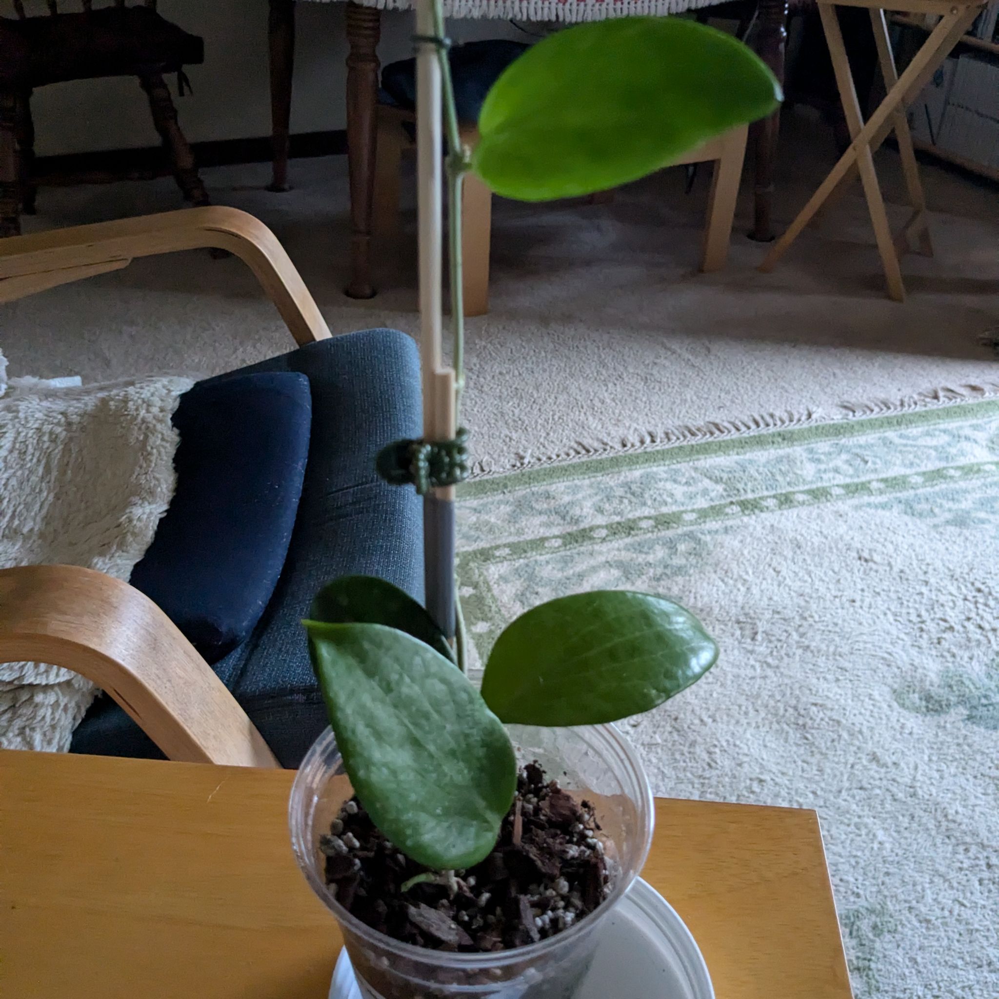 Photo of the plant species Hoya aldrichii by @HoyaSavant named Aldrich on Greg, the plant care app
