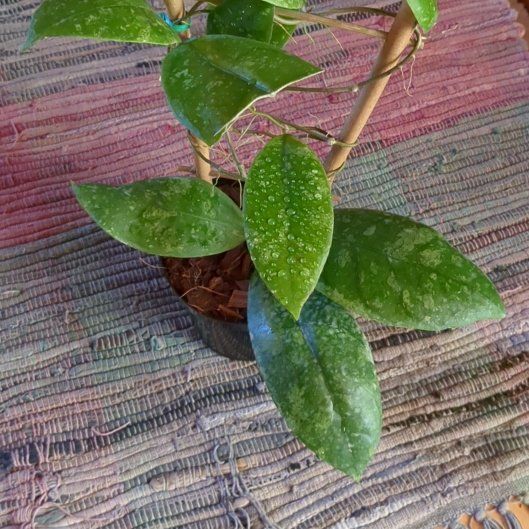 Photo of the plant species Hoya finlaysonii by @HoyaSavant named Finlay on Greg, the plant care app