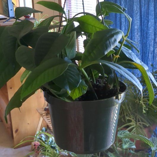 Photo of the plant species Hoya imperialis by @HoyaSavant named Imp on Greg, the plant care app