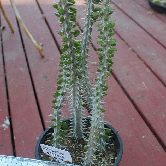 Photo of the plant species Octopus Tree by @MeekBabyjumpup named Tupot amaroot on Greg, the plant care app