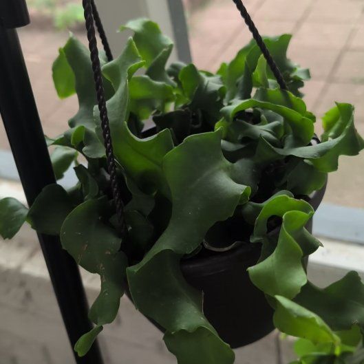 Photo of the plant species Curly Locks Orchid Cactus by @casadedixon named Taylor Swift on Greg, the plant care app