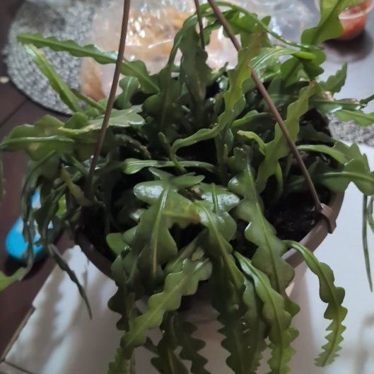Photo of the plant species Ric Rac Cactus 'Album' by @casadedixon named Osmo on Greg, the plant care app