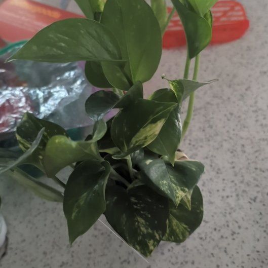 Photo of the plant species Pothos by @casadedixon named Remington on Greg, the plant care app