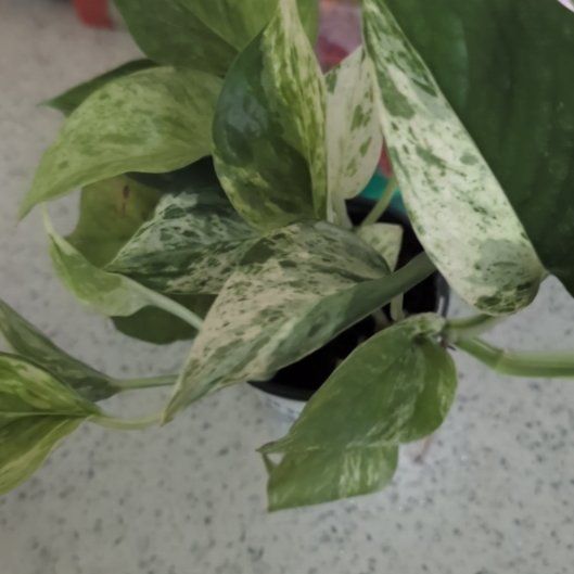 Photo of the plant species Snowy Morning Pothos by @casadedixon named Tupot amaroot on Greg, the plant care app