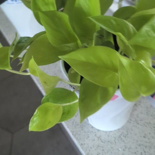 Photo of the plant species Teruno Champs-Elysees Pothos by @casadedixon named Walt on Greg, the plant care app