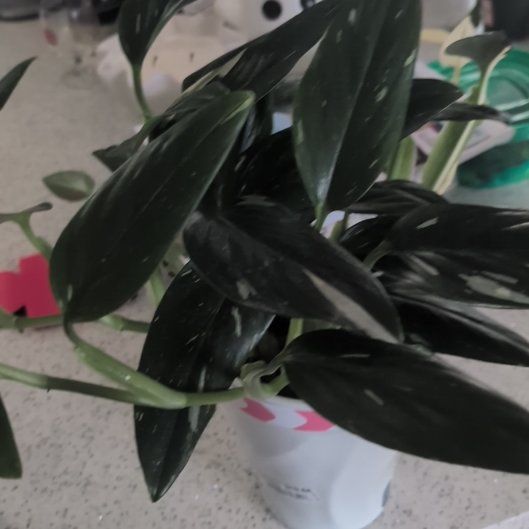 Photo of the plant species Cobra Monstera by @casadedixon named Morgan Treeman on Greg, the plant care app