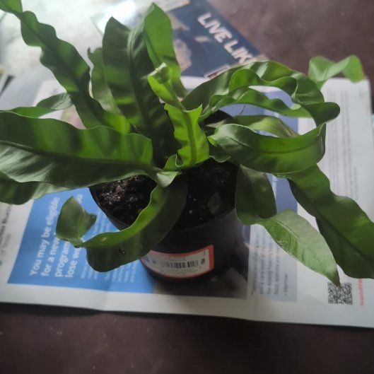 Photo of the plant species Hurricane Fern by @casadedixon named Plato on Greg, the plant care app