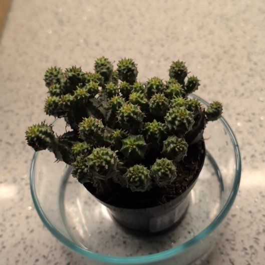 Photo of the plant species Euphorbia submammillaris by @casadedixon named ChloroPhil on Greg, the plant care app