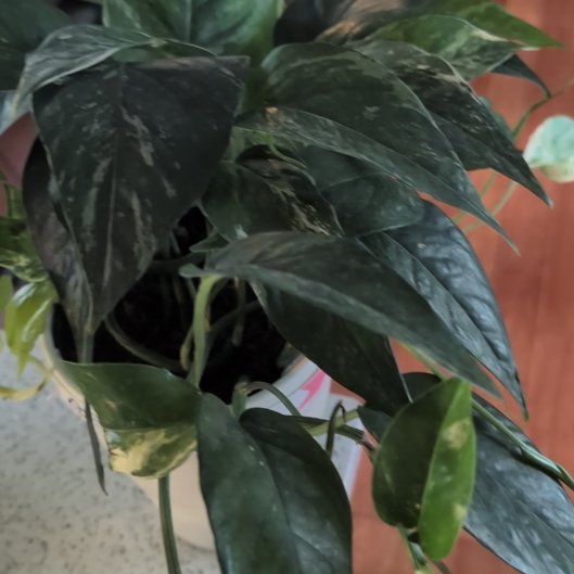 Photo of the plant species Pothos Albo by @casadedixon named LiloStitch on Greg, the plant care app