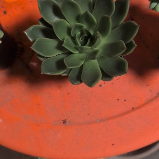 Photo of the plant species Echeveria 'Mira' by @casadedixon named Nithin on Greg, the plant care app