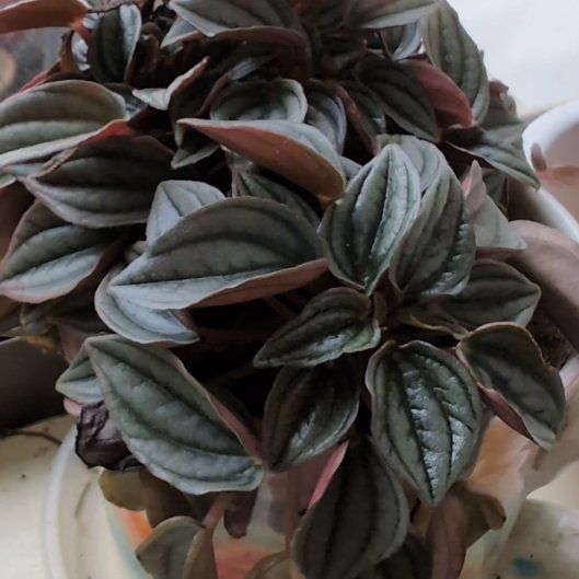 Photo of the plant species Peperomia marmorata by @LeadAloekeylime named Orwell on Greg, the plant care app