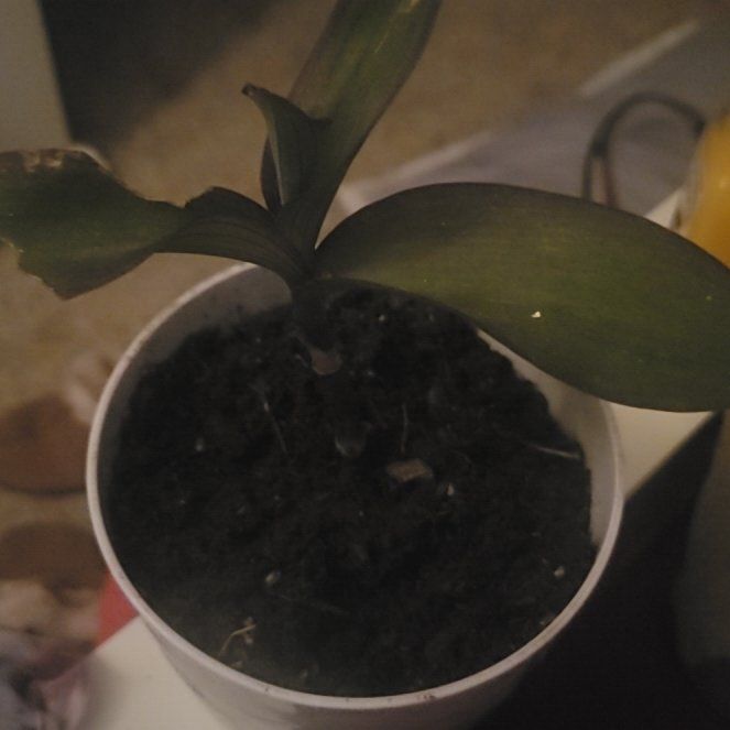Photo of the plant species Tradescantia 'Blue Sue' by @DynamiteCardoon named Marilyn on Greg, the plant care app