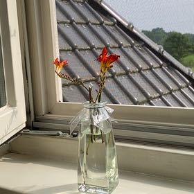 Photo of the plant species Montbretia by @HotStickyWaffle named Anne on Greg, the plant care app