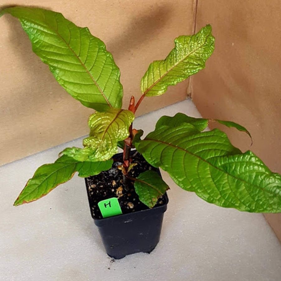Photo of the plant species Kratom by @IdolGalingale named Hulu kapuas on Greg, the plant care app