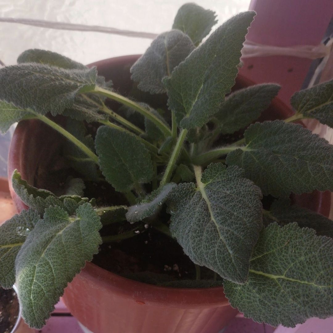 Wizard Merlin 🧙🏻‍♀️