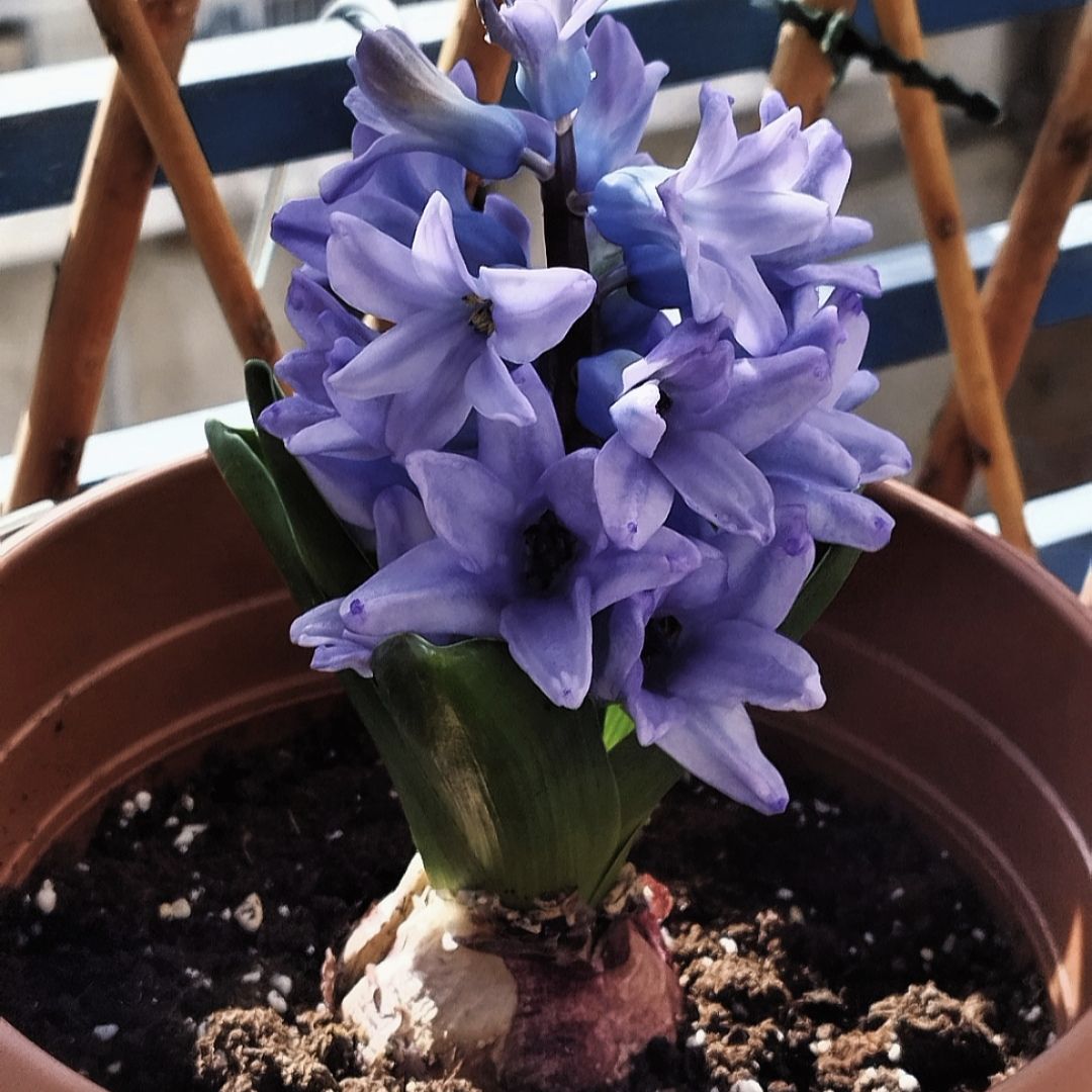 Photo of the plant species Hyacinth by @Minthe named Ianthe⚰️ on Greg, the plant care app