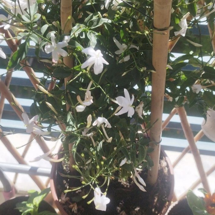 Photo of the plant species Jasmine by @Minthe named Laili on Greg, the plant care app