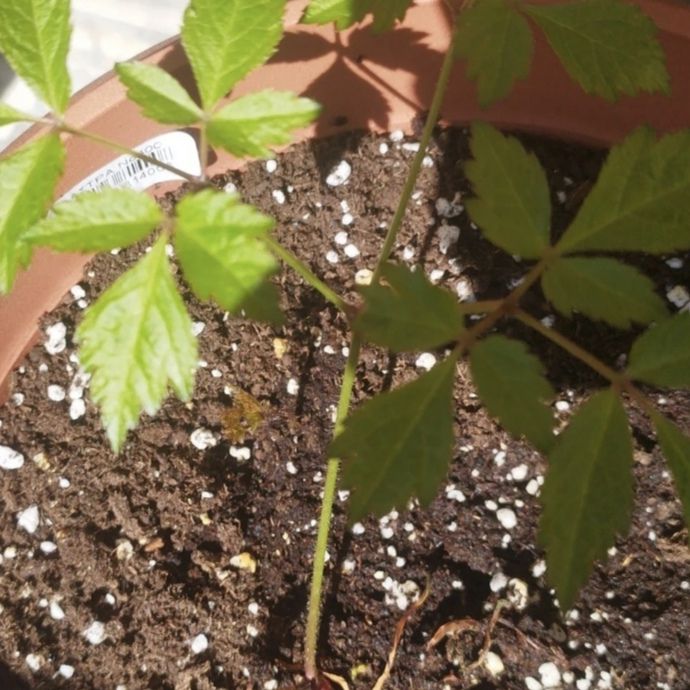 Photo of the plant species False Goat's Beard by @Minthe named Idk name on Greg, the plant care app