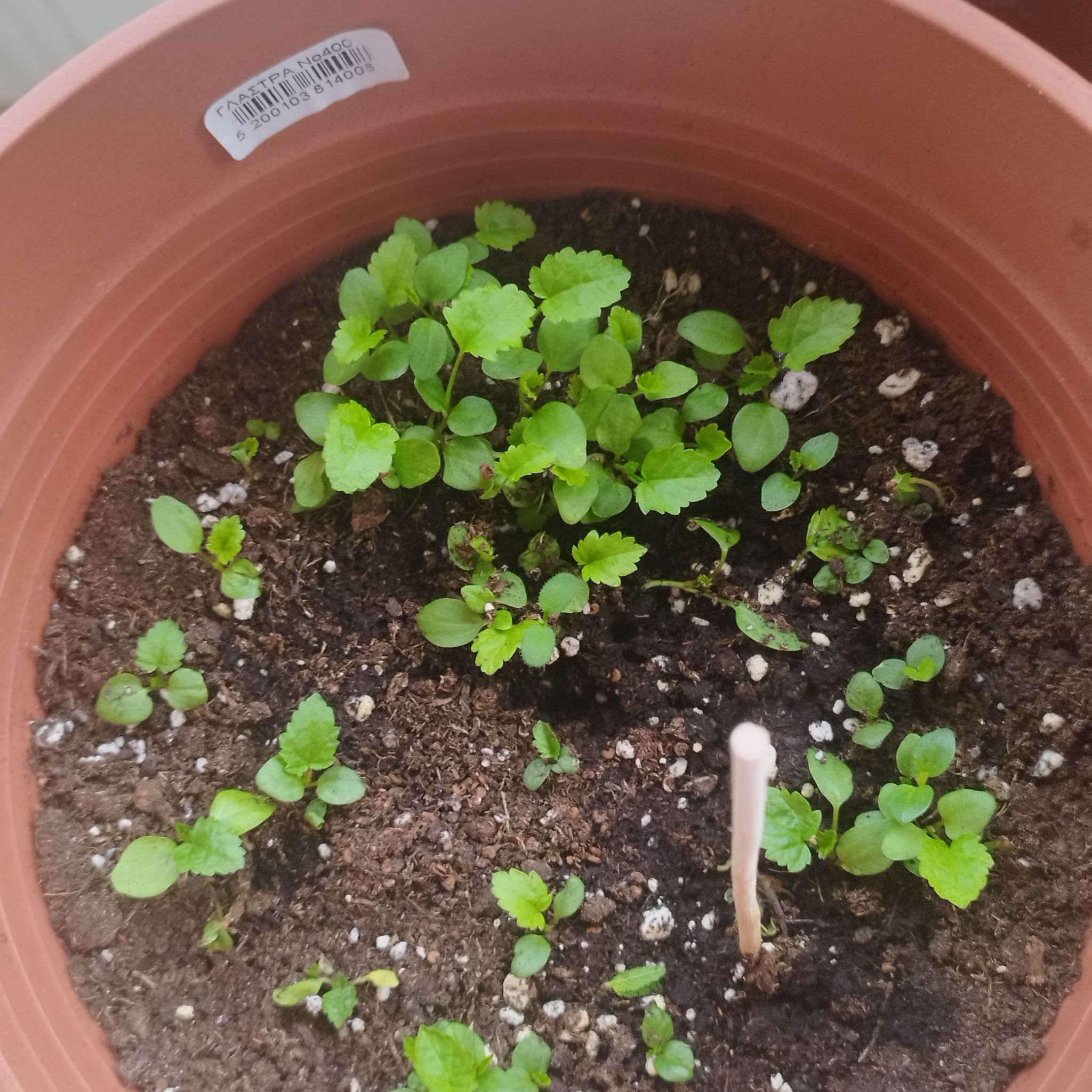Photo of the plant species White Marshmallow by @Minthe named Nebet-Meryt on Greg, the plant care app
