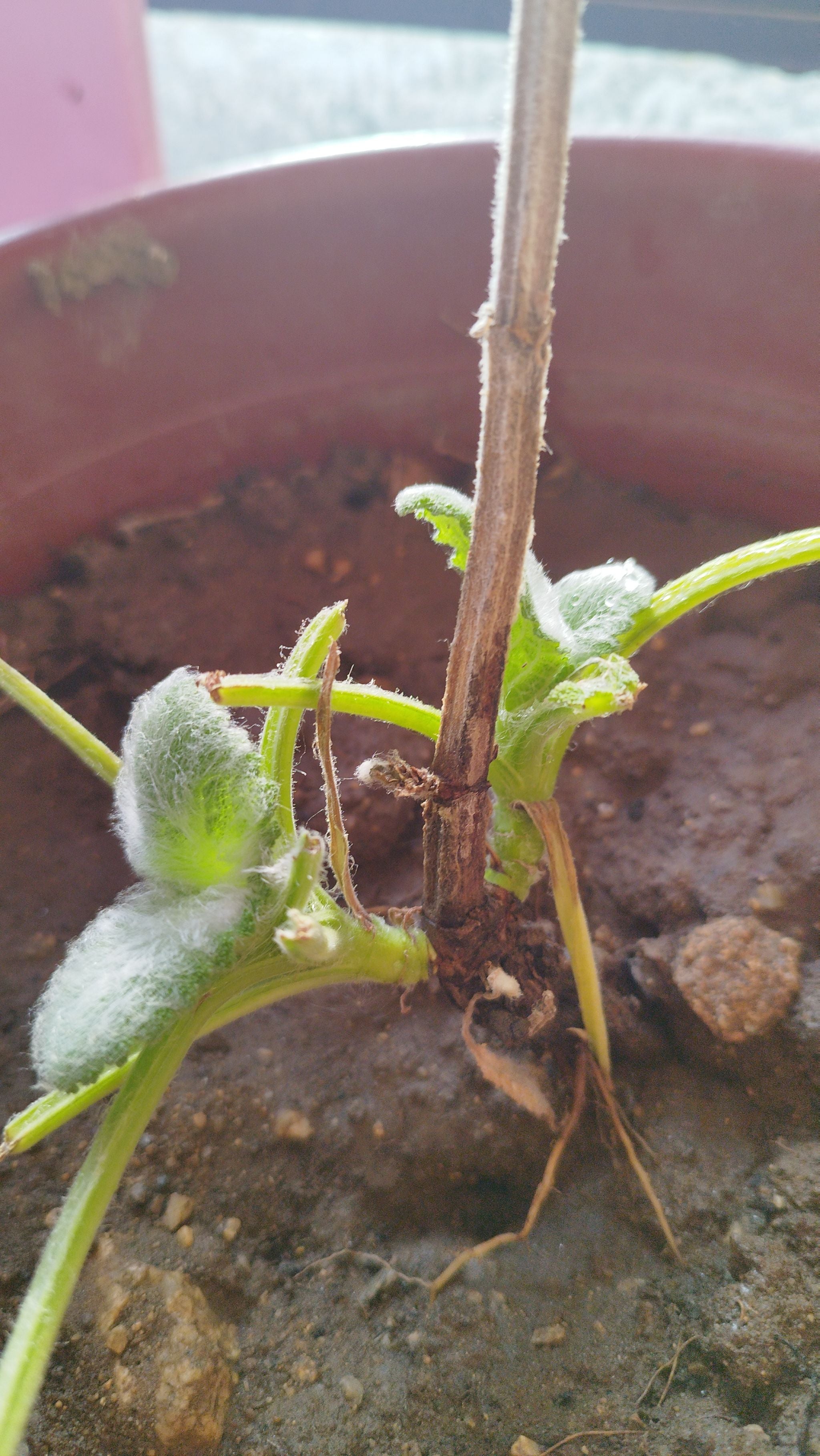 Best Tips for Healthy AniseScented Sage Roots 🌿