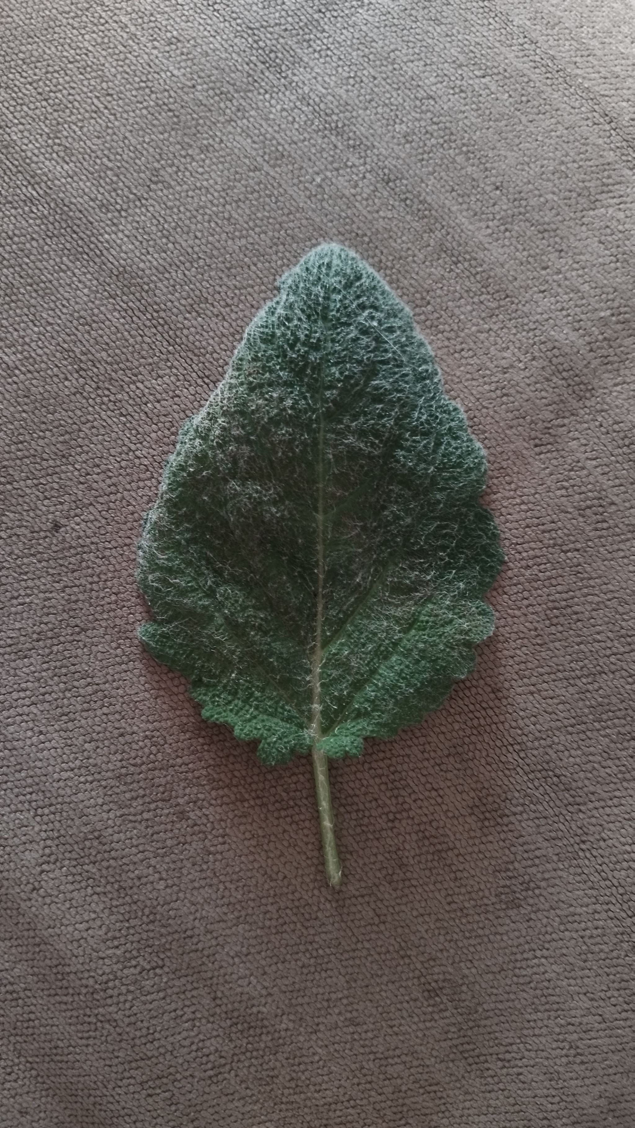 3 Tips for How to Plant Your Diviner's Sage