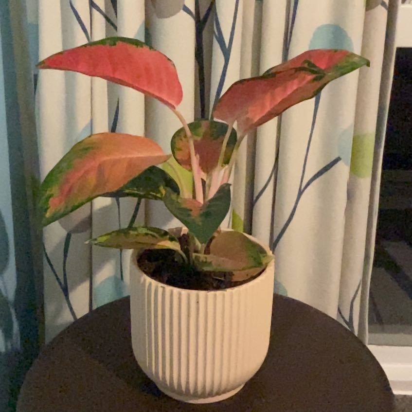 Photo of the plant species Aglaonema Spitfire by @BeatificBeech named Stella on Greg, the plant care app