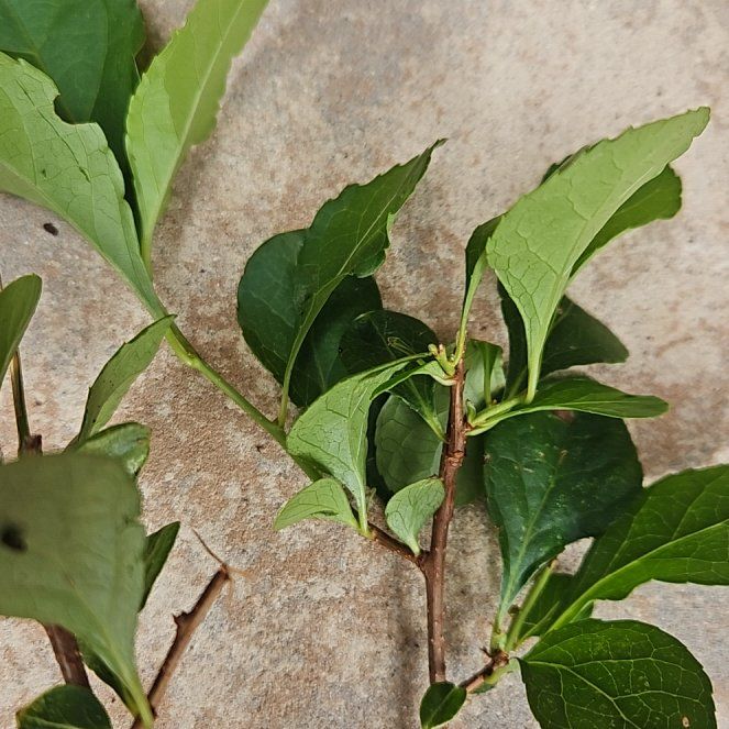 Photo of the plant species Asian Bittersweet by @RegalBamboopalm named Darwin on Greg, the plant care app