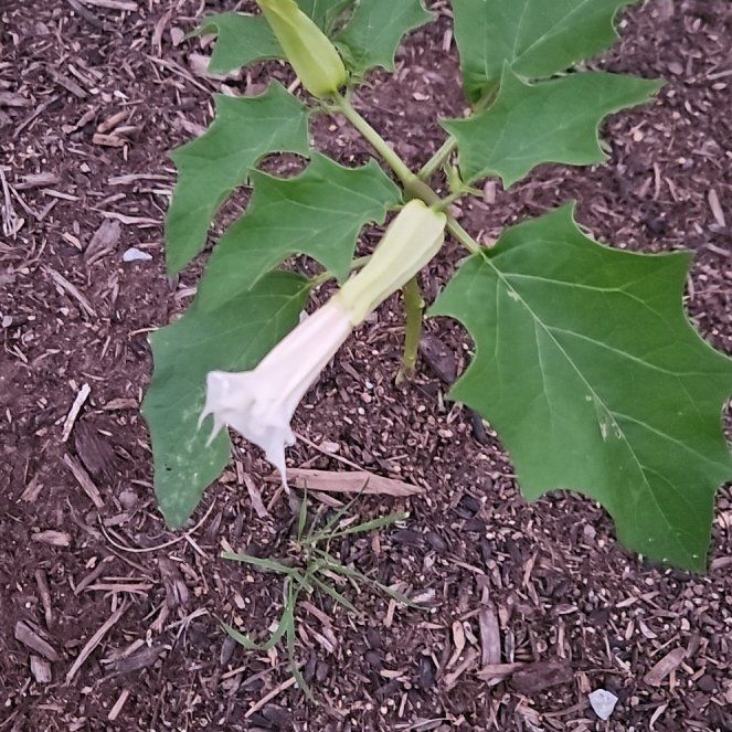 Photo of the plant species Devil's Apple by @RegalBamboopalm named Xena on Greg, the plant care app