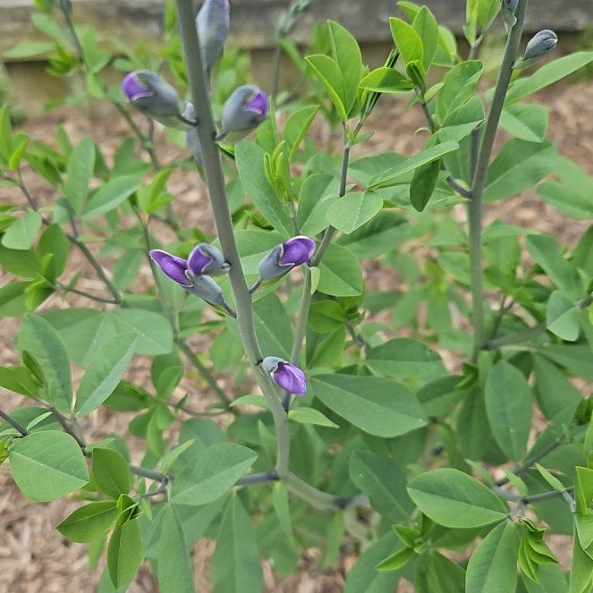 Photo of the plant species Blue Wild Indigo by @RegalBamboopalm named Curie on Greg, the plant care app