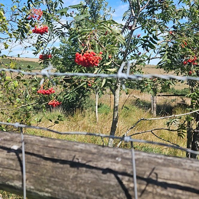 Photo of the plant species Cockspur Coral Tree by @RegalBamboopalm named Leaf Erickson on Greg, the plant care app