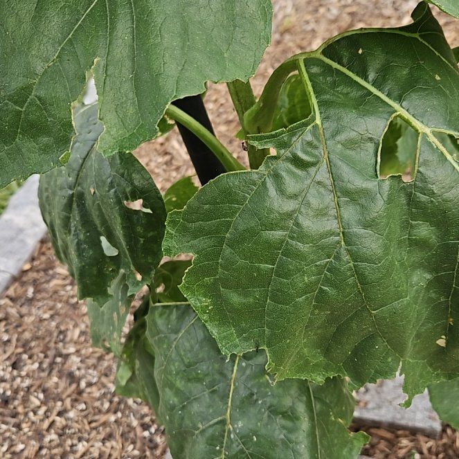 Photo of the plant species American Sycamore by @RegalBamboopalm named Fernie Saunders on Greg, the plant care app