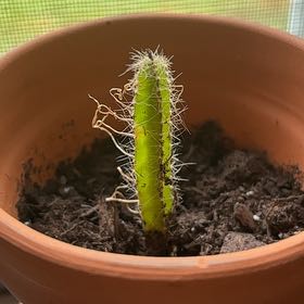 How to Care for Dog Tail: Mastering Water, Sunlight & More