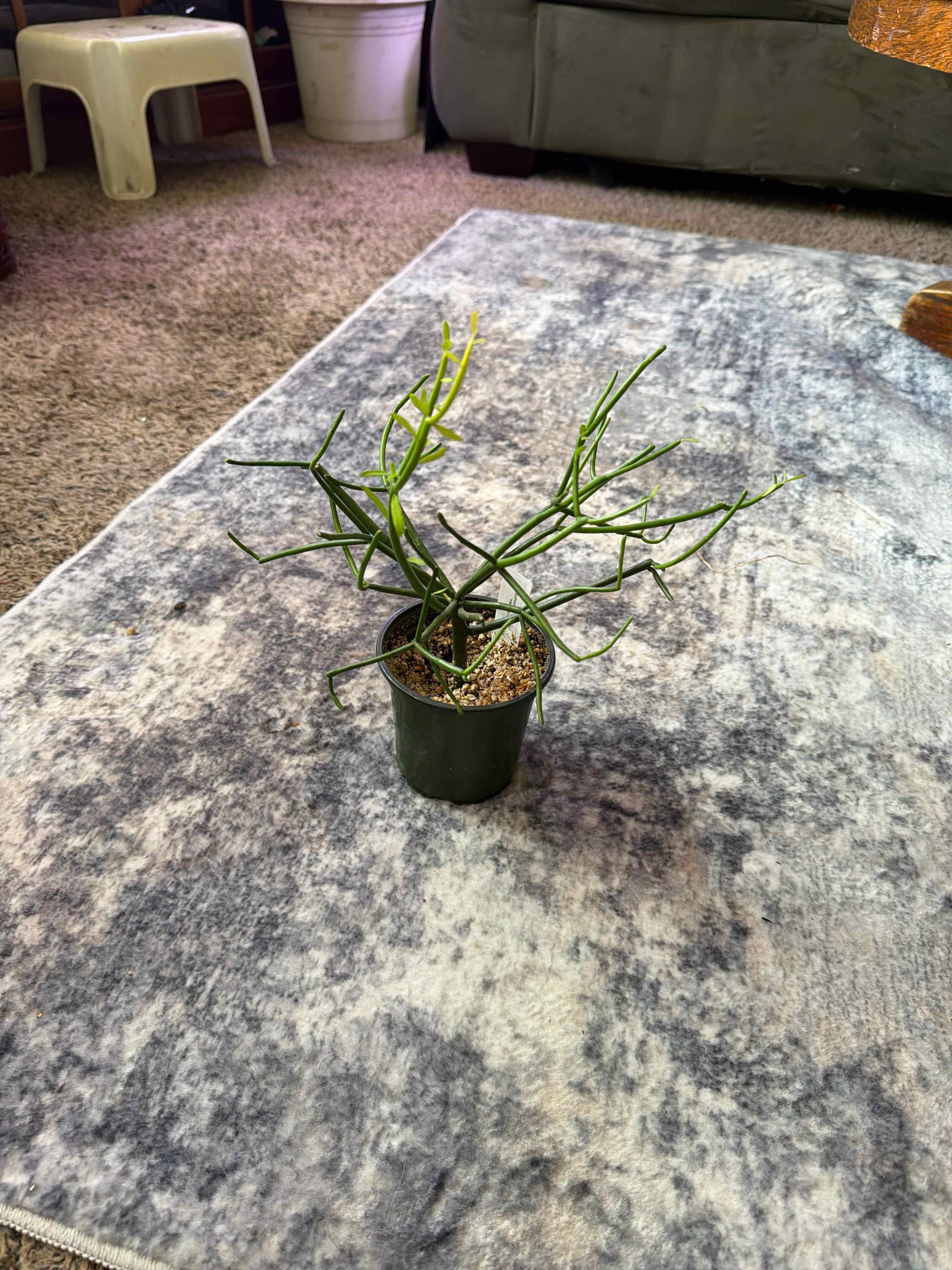 Photo of the plant species Fire Sticks by @Rustikglitter named Elina on Greg, the plant care app