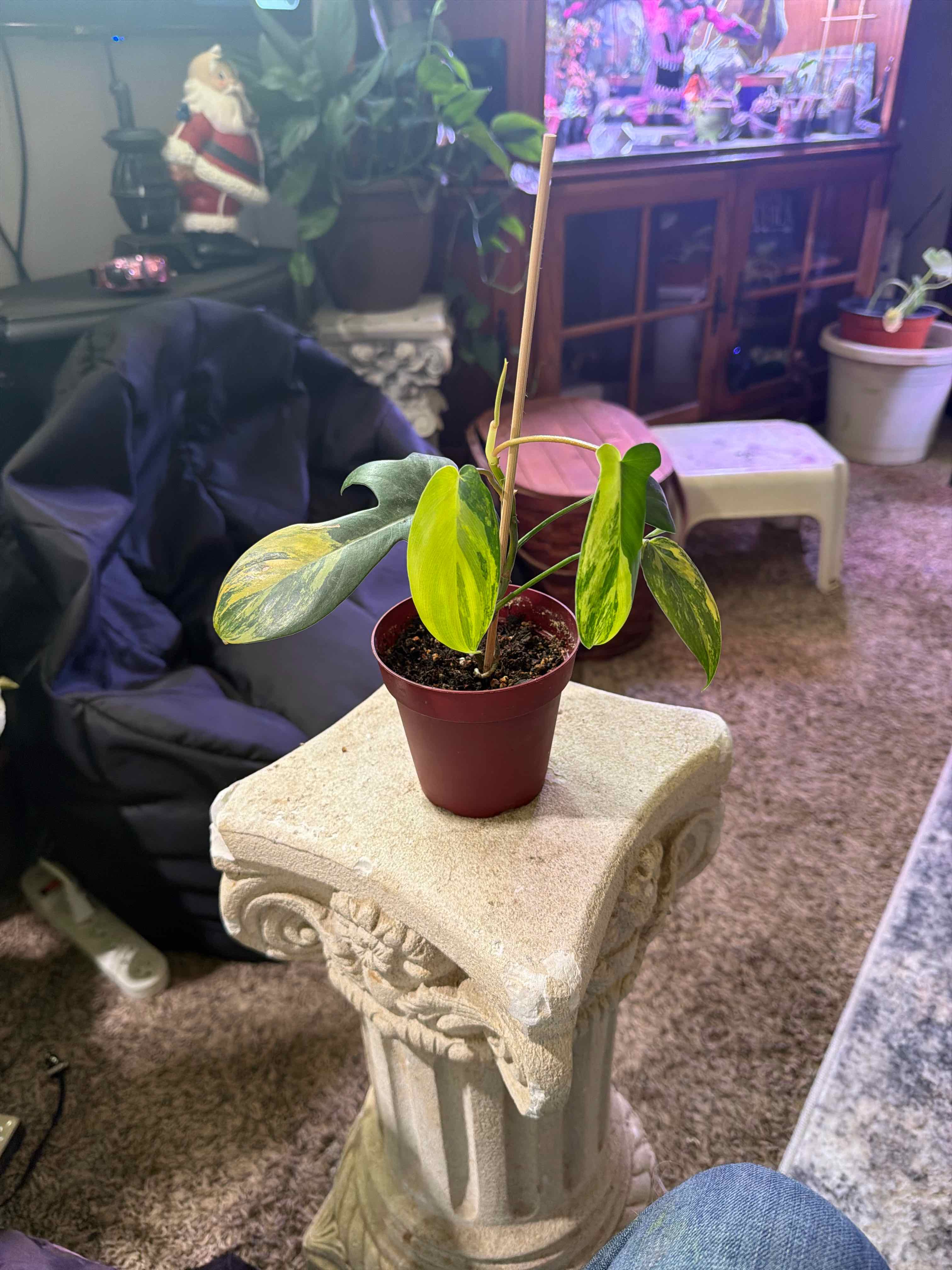 Photo of the plant species Florida Beauty by @Rustikglitter named Mochi on Greg, the plant care app