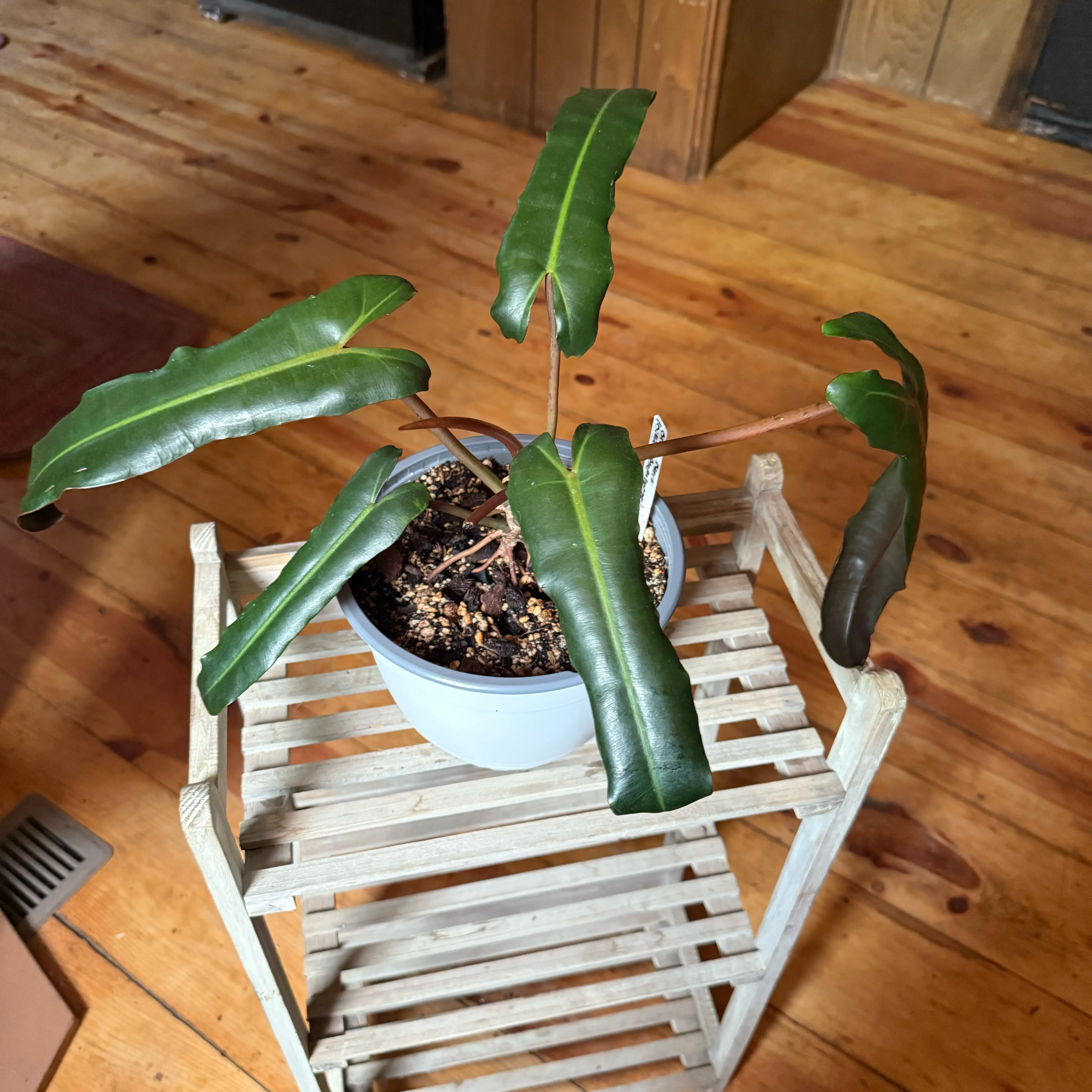 Photo of the plant species Philodendron billietiae atabapoense by @Rustikglitter named Einstein on Greg, the plant care app