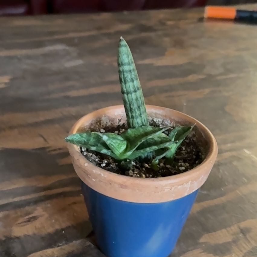 Photo of the plant species Sansevieria Starfish Variegated by @Rustikglitter named Navajo on Greg, the plant care app