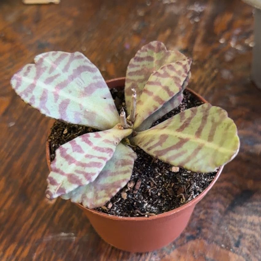 Photo of the plant species Kalanchoe humilis by @Rustikglitter named Leonardo on Greg, the plant care app