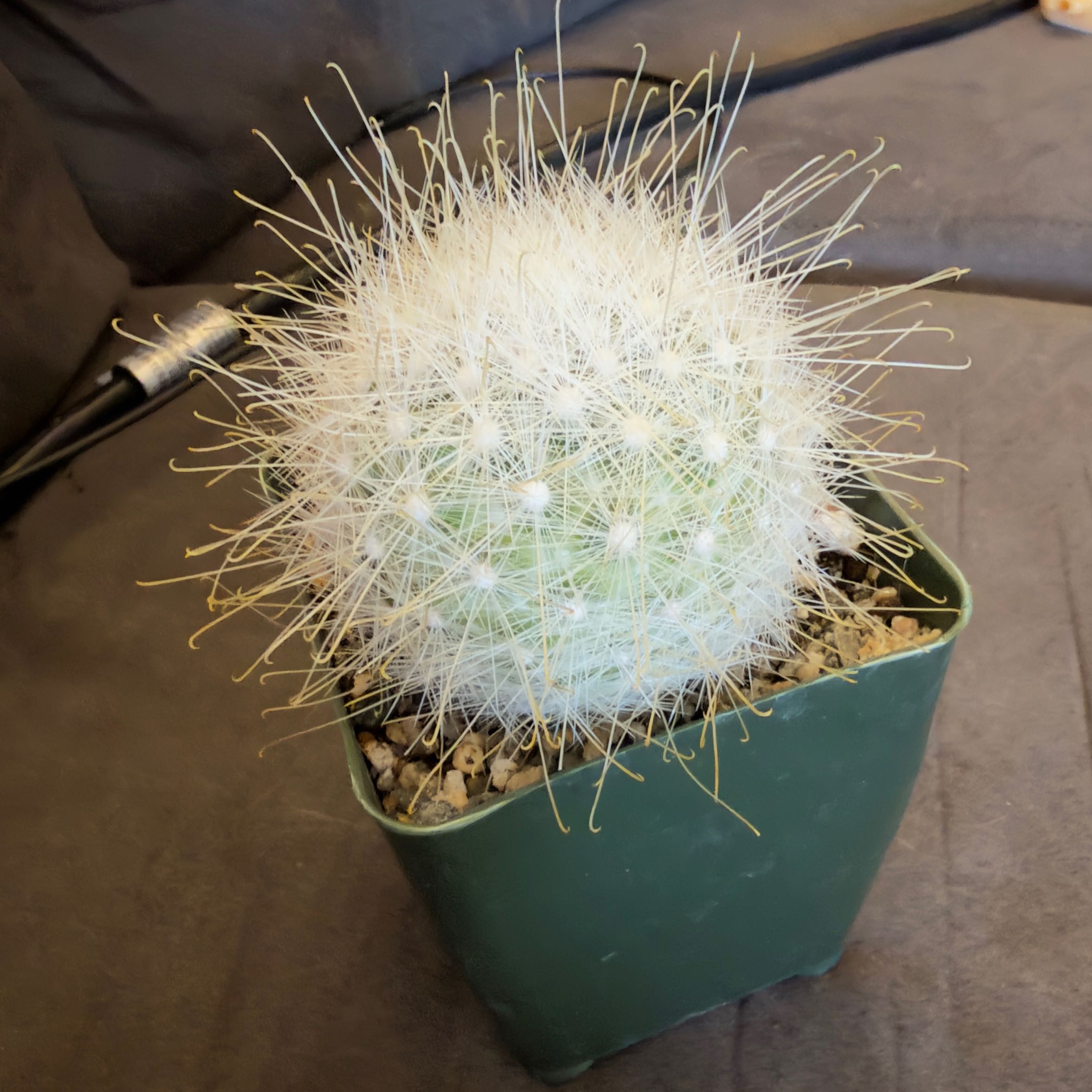 Photo of the plant species White Barrel Cactus by @Rustikglitter named Dr Hook on Greg, the plant care app