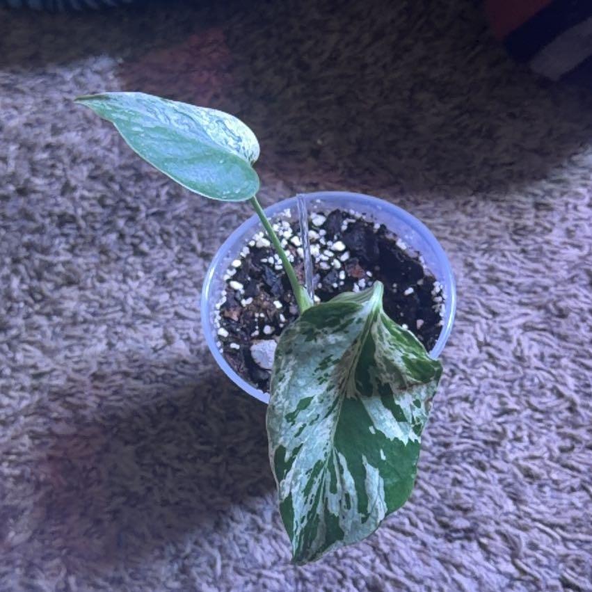 Photo of the plant species Monstera deliciosa 'Bulbosaur' by @Rustikglitter named Bulbasaur on Greg, the plant care app