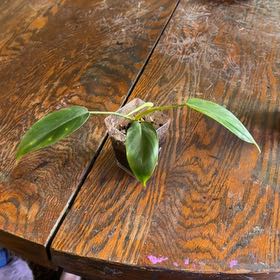 Photo of the plant species Philodendron x joepii by @Rustikglitter named Joe on Greg, the plant care app