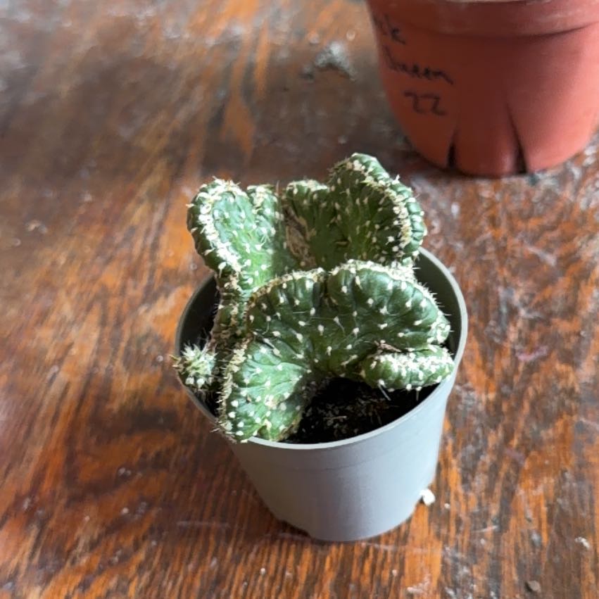 Photo of the plant species Crested Cactus by @Rustikglitter named Einstein on Greg, the plant care app