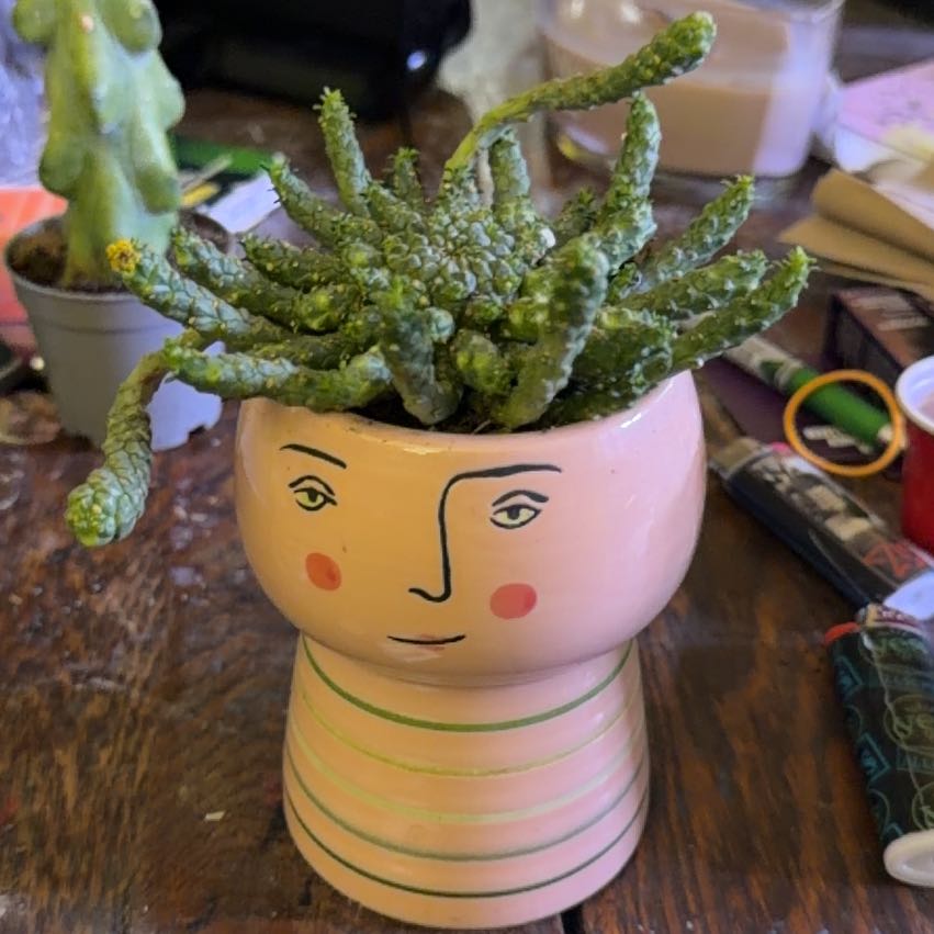 Photo of the plant species Madusa's Head by @Rustikglitter named Madusa on Greg, the plant care app