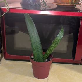 Photo of the plant species Jaboa Sansevieria by @Rustikglitter named Naomi on Greg, the plant care app