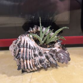 Photo of the plant species Hankey Dwarf Aloe by @Rustikglitter named Bodhi on Greg, the plant care app
