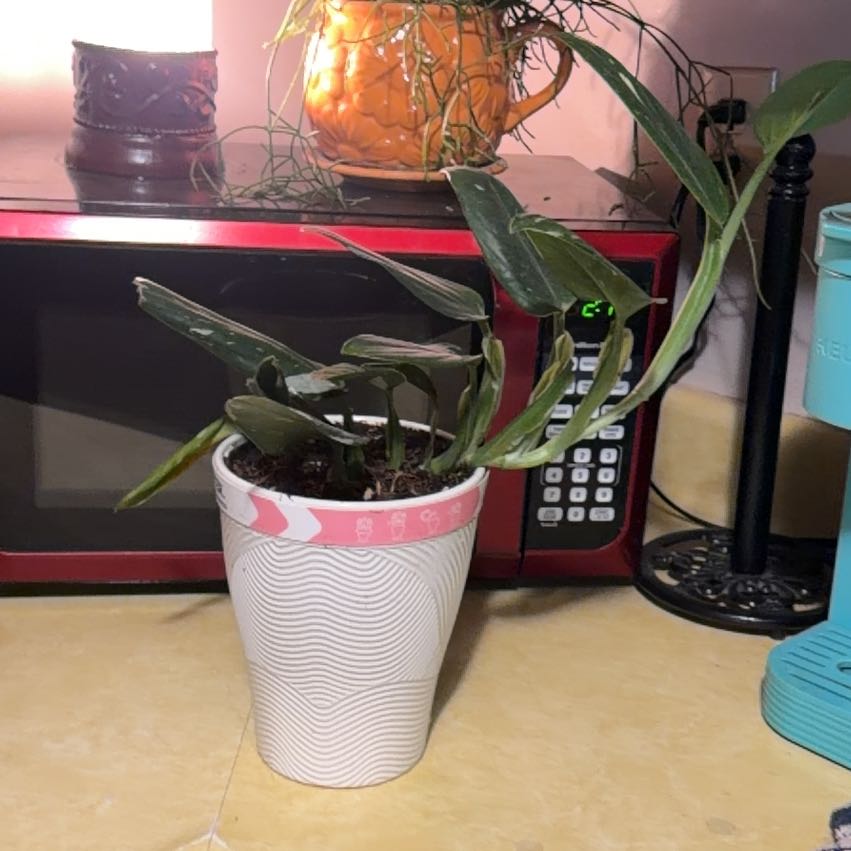 Photo of the plant species Monstera Cobra by @Rustikglitter named Doja Cat on Greg, the plant care app