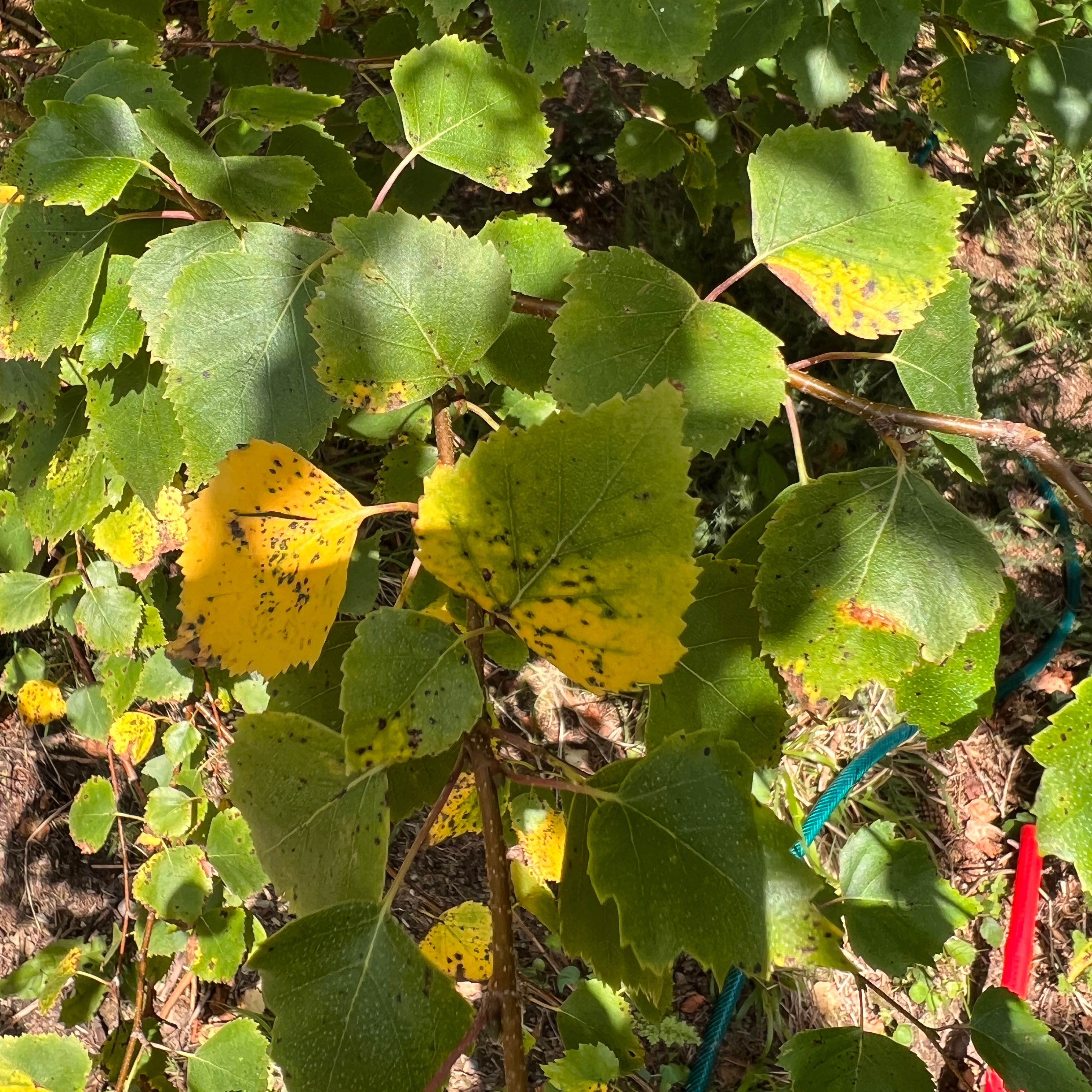 Photo of the plant species Brown Birch by @SecureMaleberry named Hamilton on Greg, the plant care app